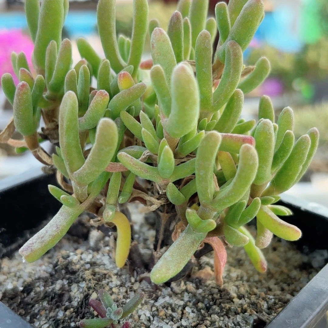 (****枝干兔子513。
