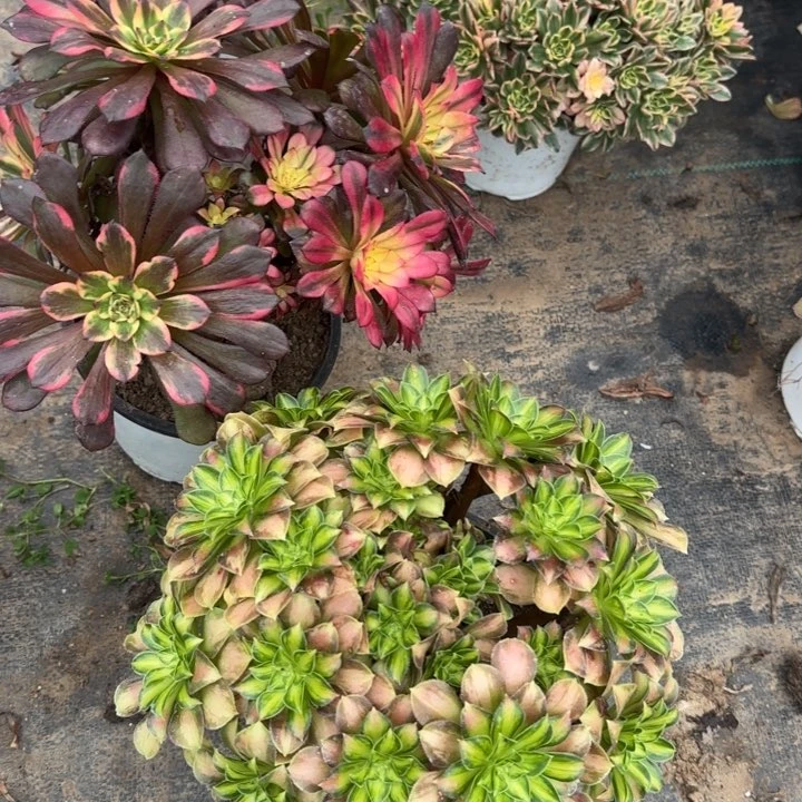 yan花➕韶华包邮。