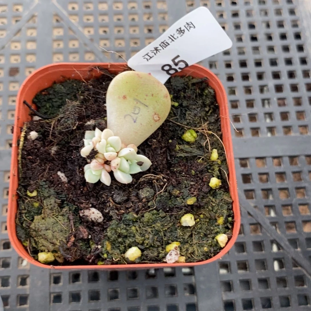 标签85粉甜心201一个多肉