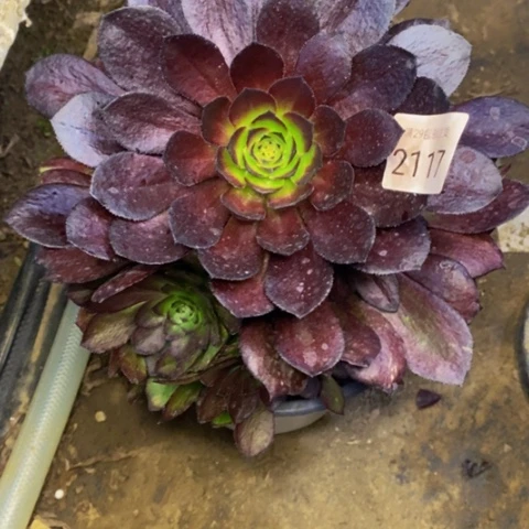 黑寡妇多肉植物2117