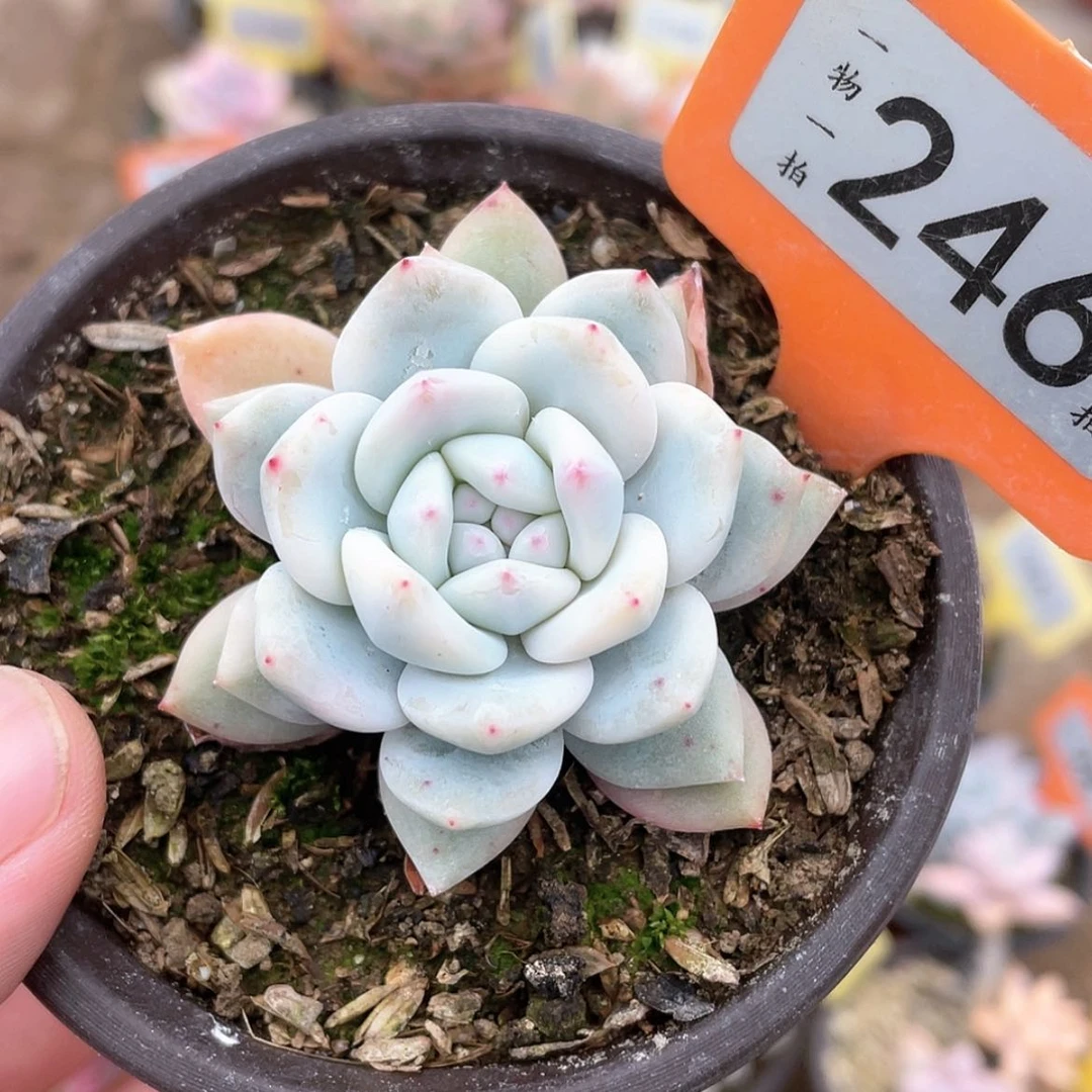 【闪购商品】246号叠叶