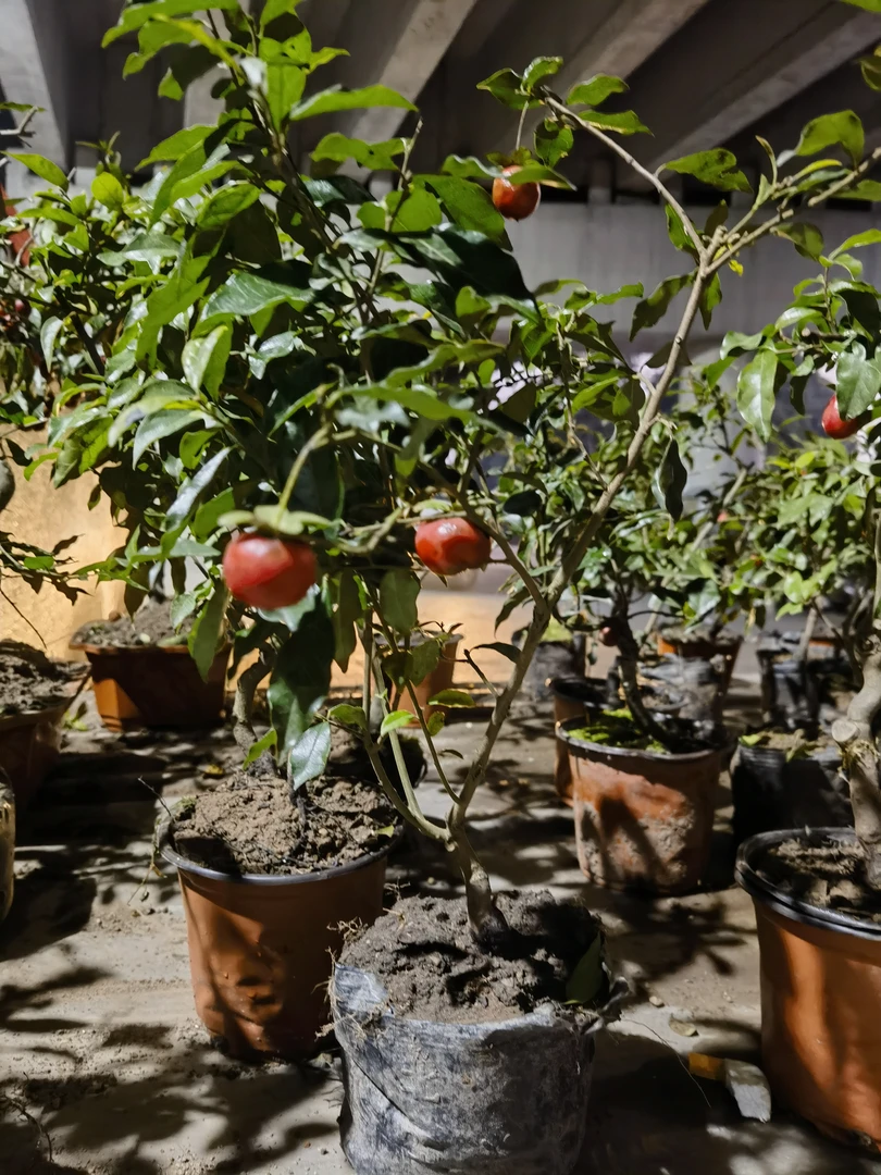 金弹子嫁接三四年苗，都挂过果子的，卖的小苗，随机发货差不多大的，