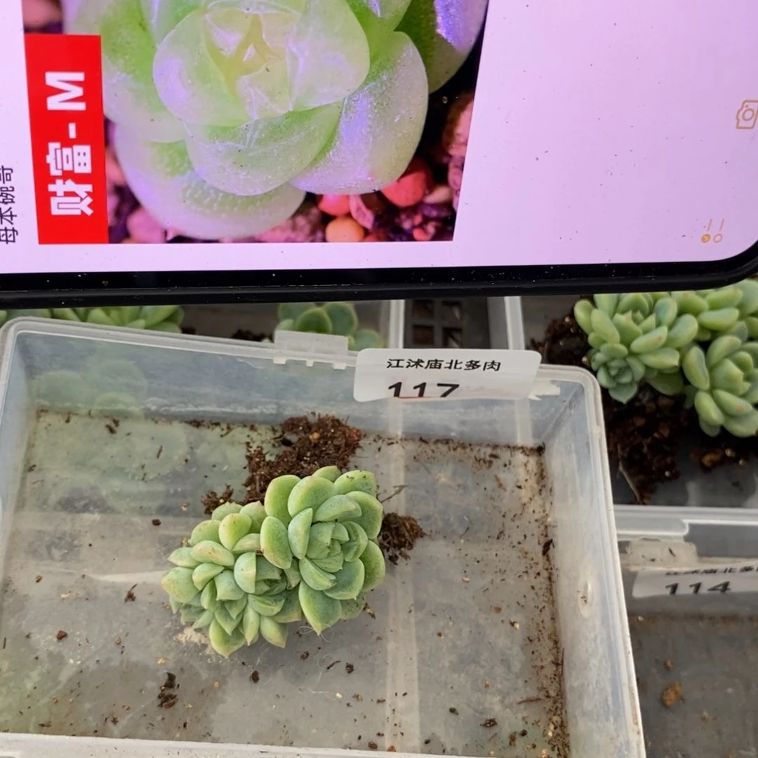 小*子标签117财富m一个头