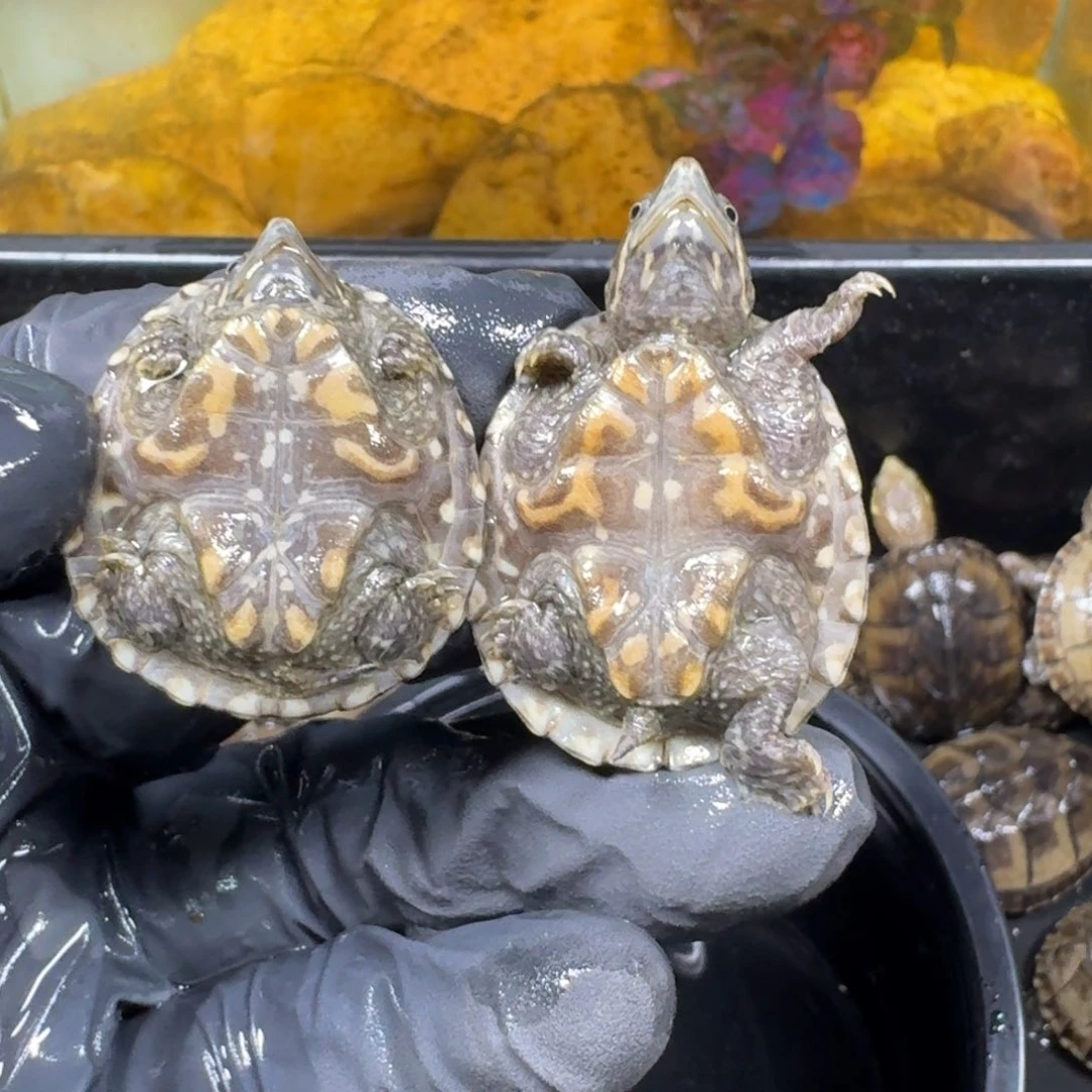 蛋龟不分公母麝香的