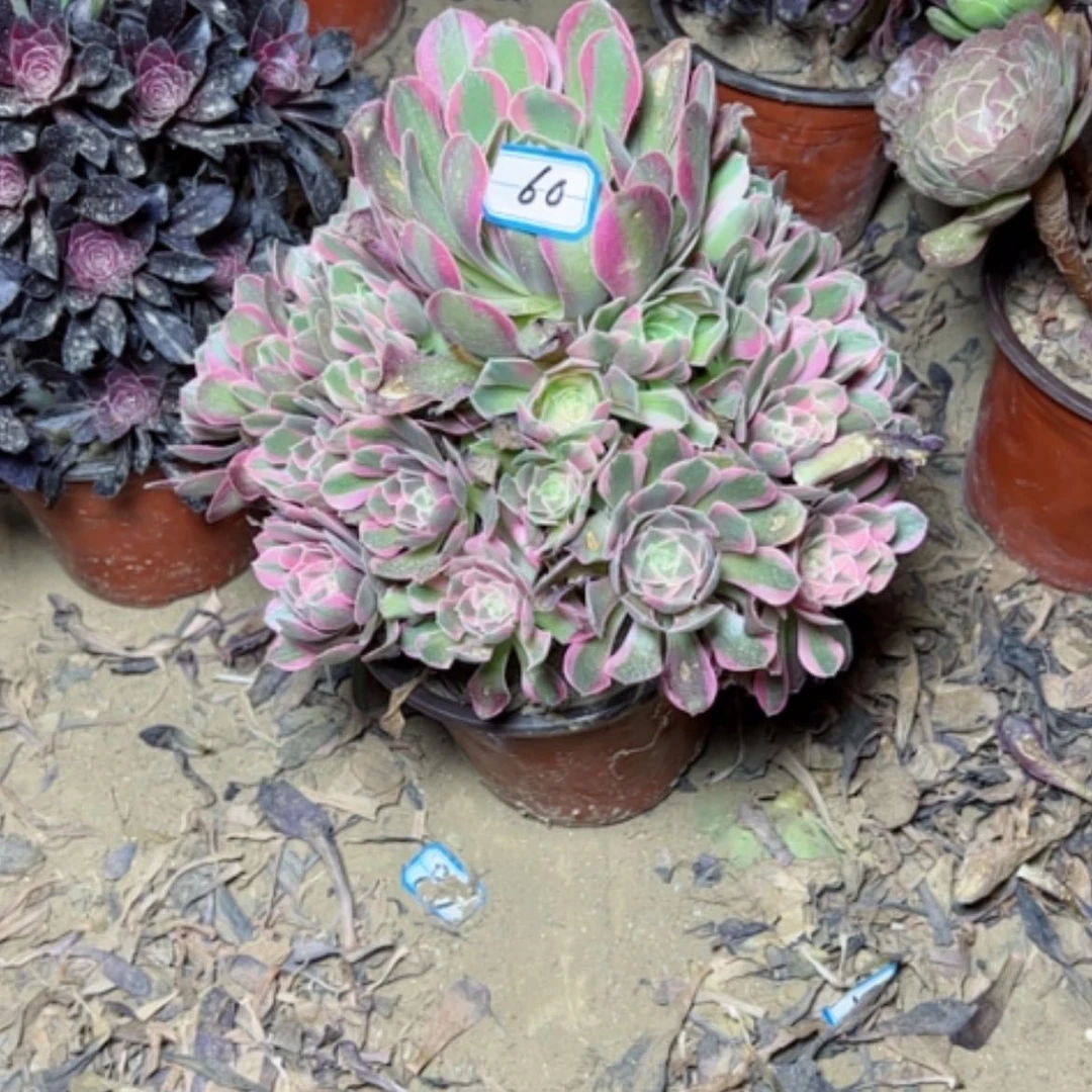 【闪购商品】多肉植物粉女郎60