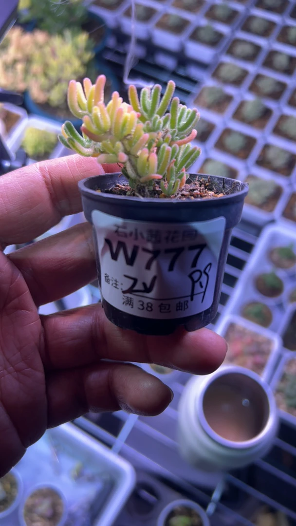 zv-多肉植物-荧光兔锦