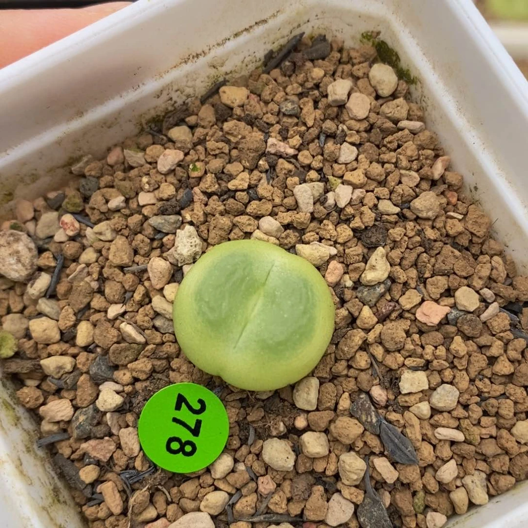 拉登1.8cm多肉带盆278