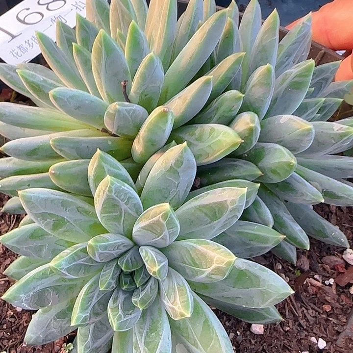 1685多肉植物雪花美人