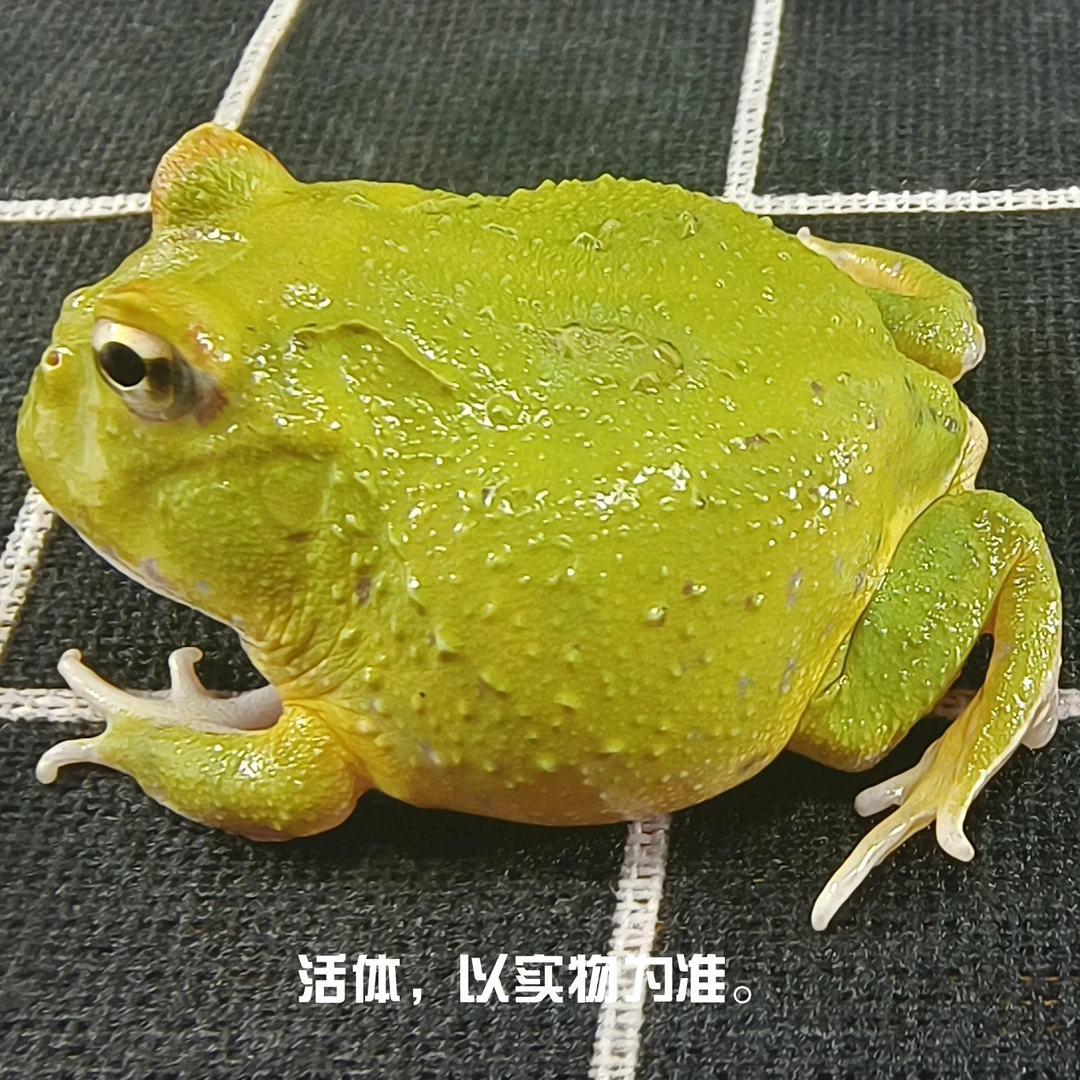 角蛙活物活体小宠物两栖爬宠