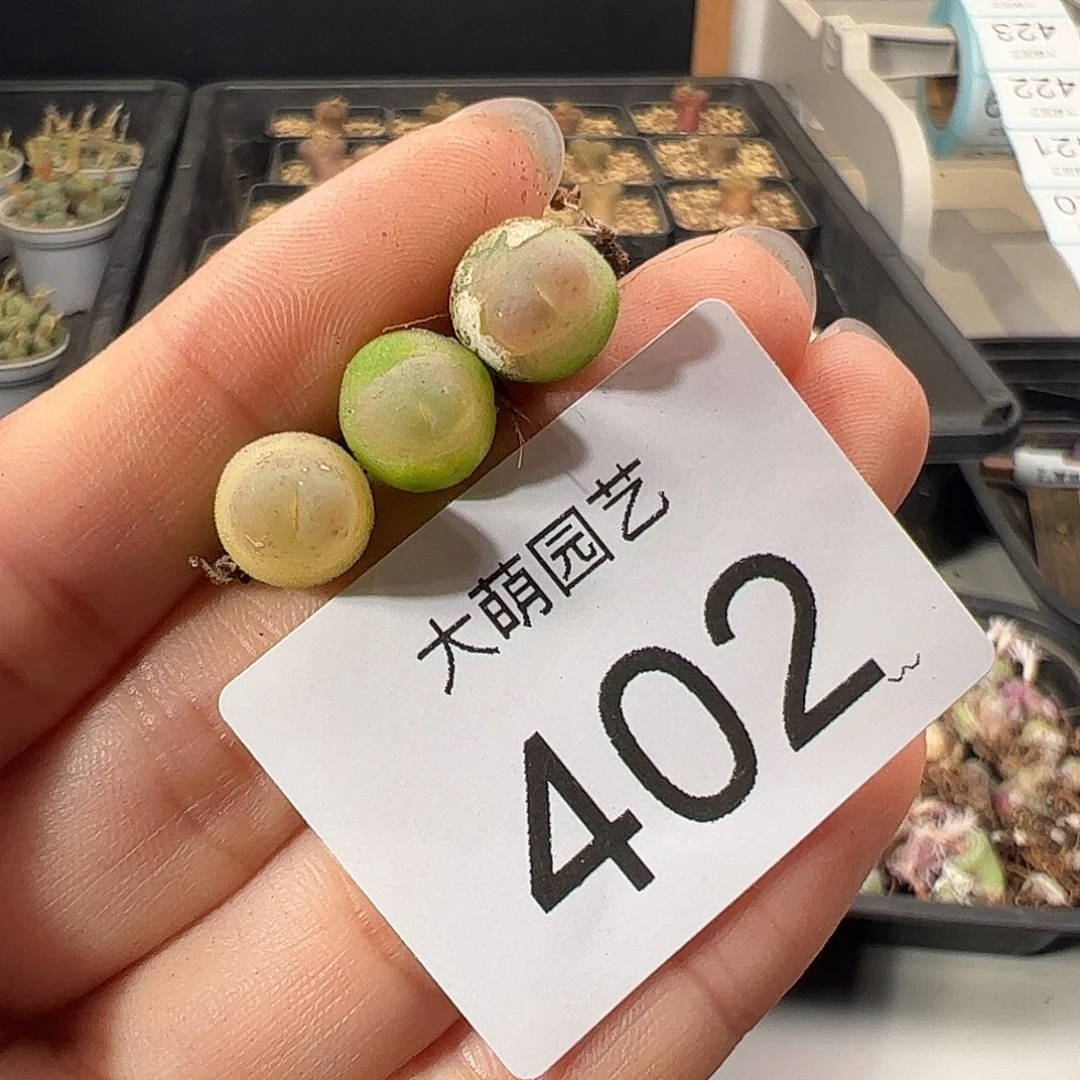 一物一拍           微瑕402