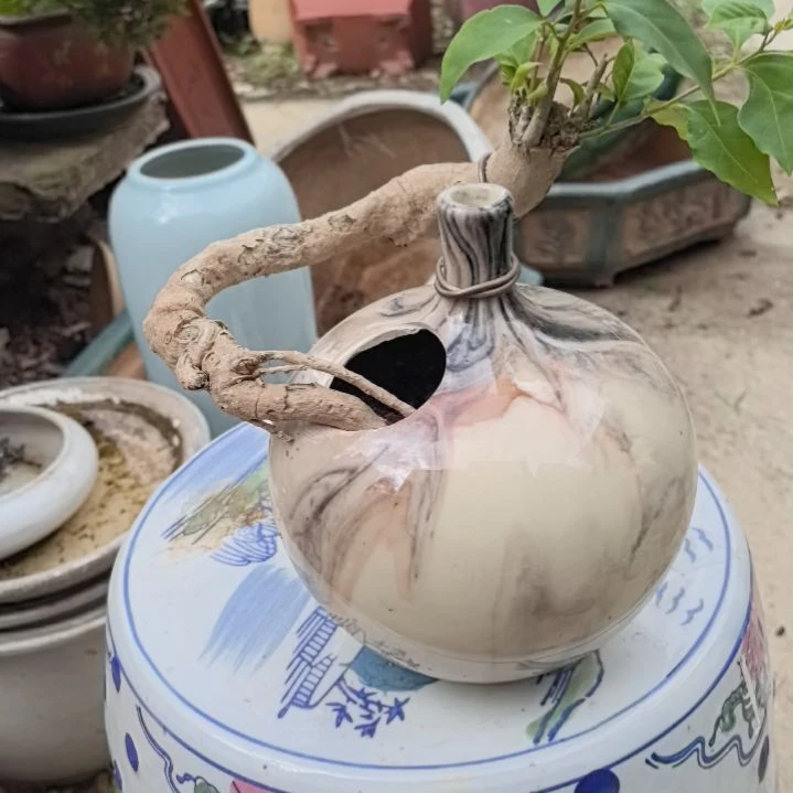 心***贝三角梅小叶紫一个