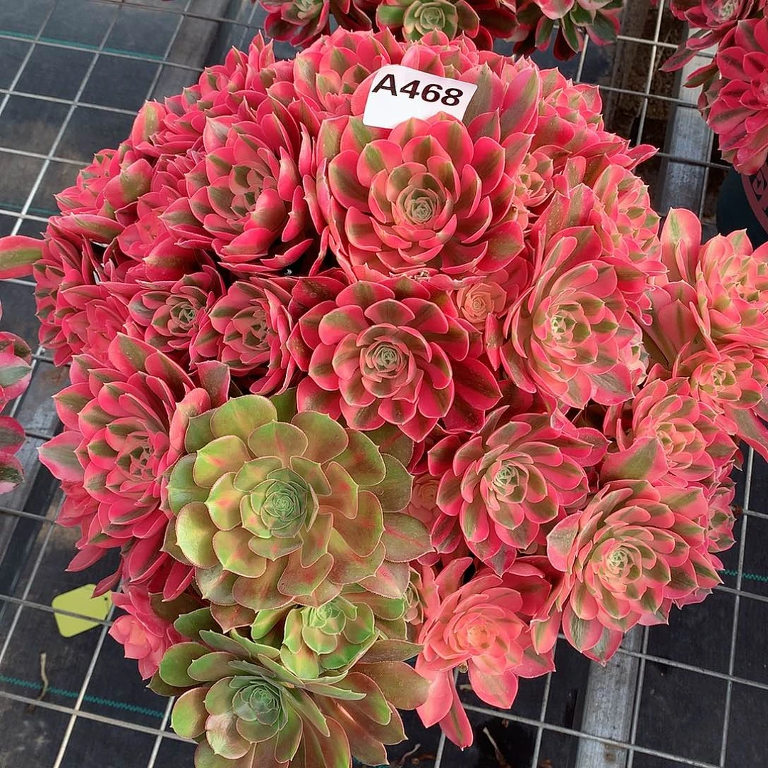 二**姨468.粉女巫多肉植物