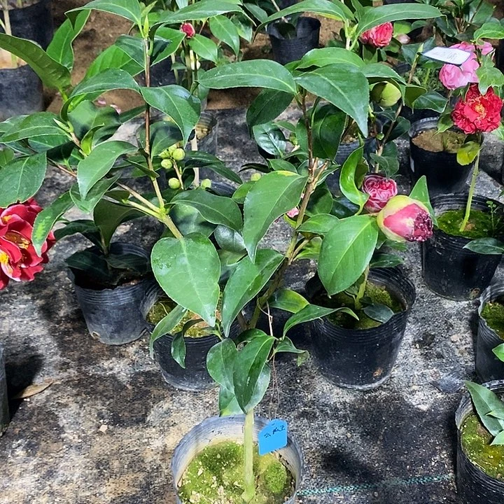 云斑大元帅 茶花  带花苞