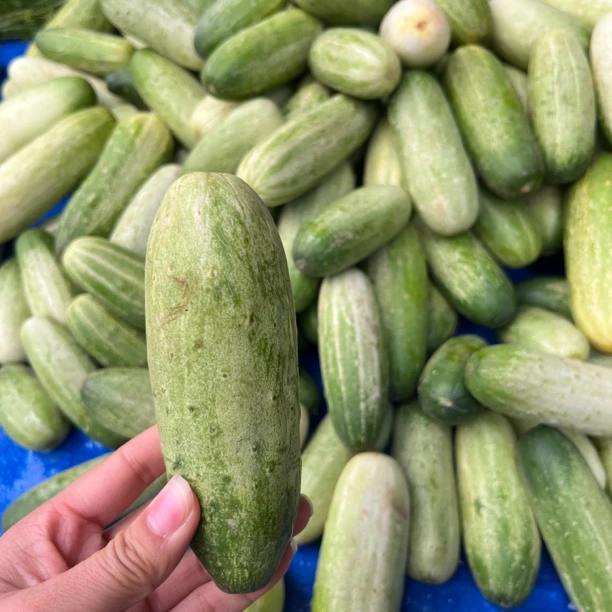 黄瓜  云南本地农家（不支持七天无理由）
