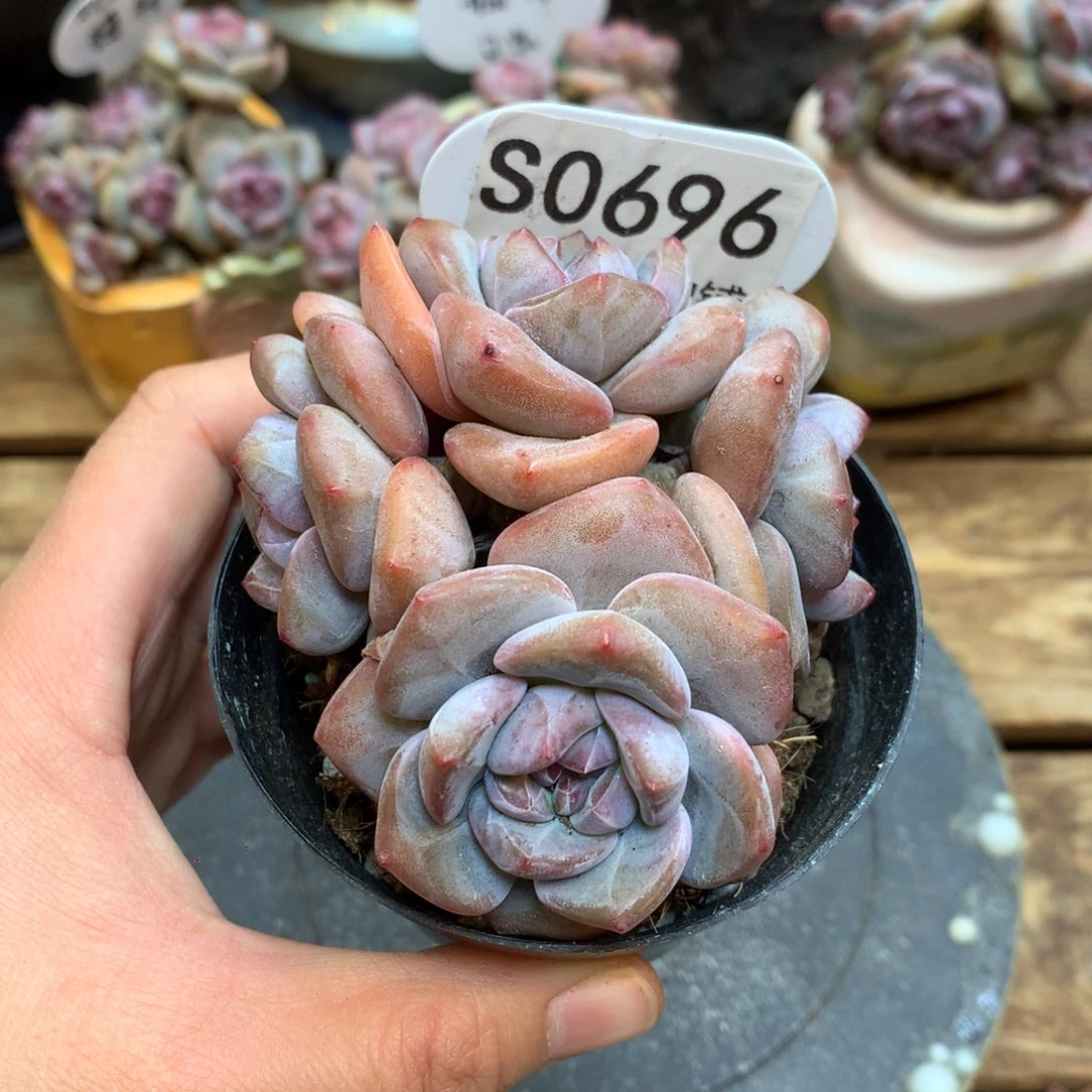 S0696 突尼斯 模特同款 7.5cm