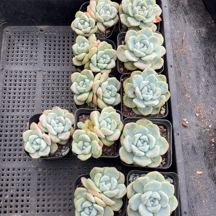 是***～冰玉多肉七方盆11个