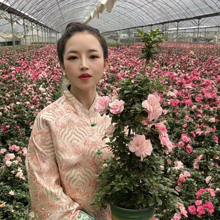 鹃之舞皋月杜鹃花珍贵品种一树多色耐寒耐热户外阳台室内绿植花卉
