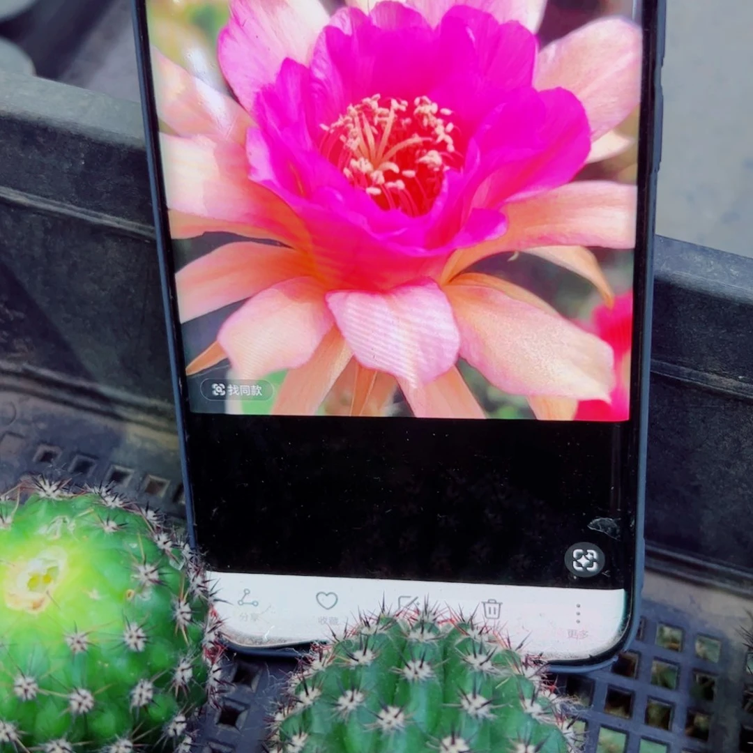 下63金妞荣荣歪无根侧芽4公分左右20包邮