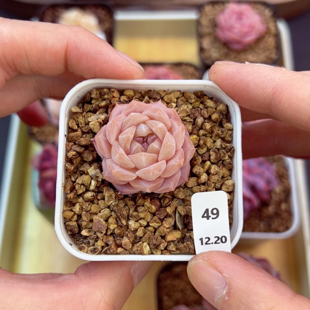 好好看49、哈哈哈哈