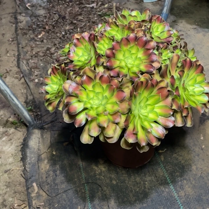 16多肉植物多肉植物多肉植物