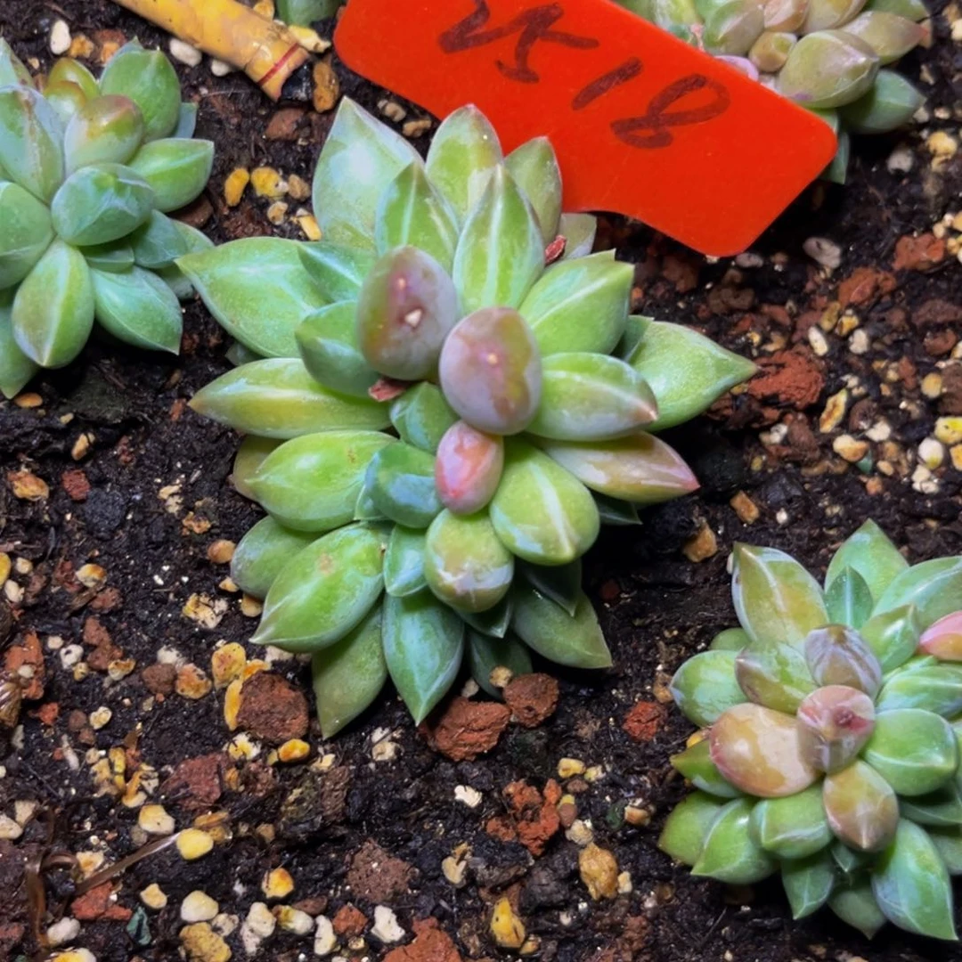 2518下午多肉植物群生