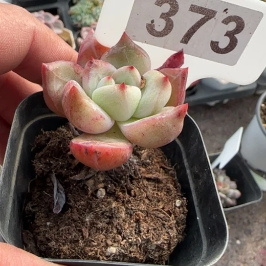 风***荷373包邮香槟多肉植物多