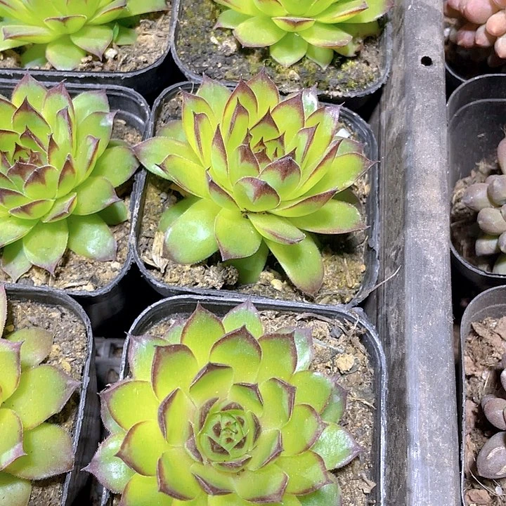 观音莲2.5带盆土