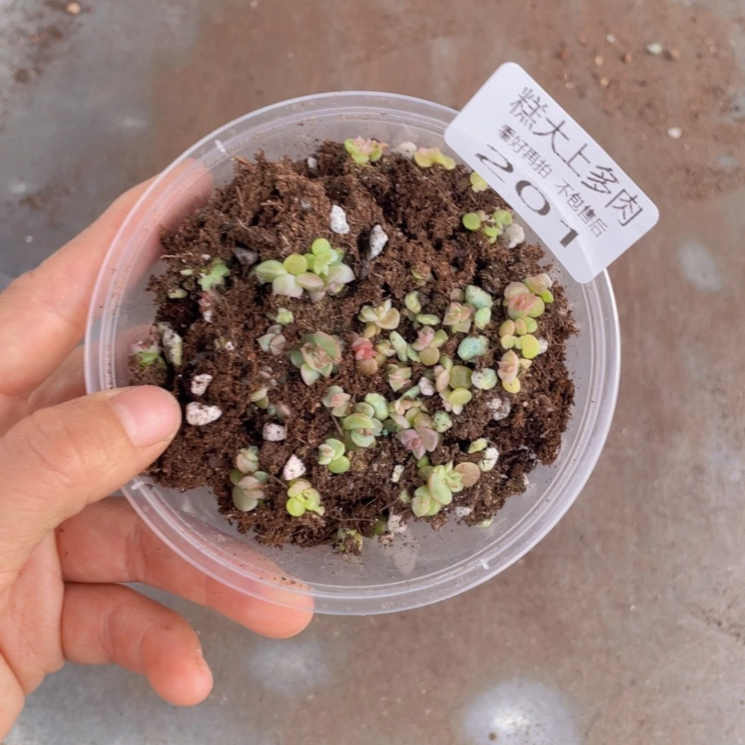 糕大上多肉植物201