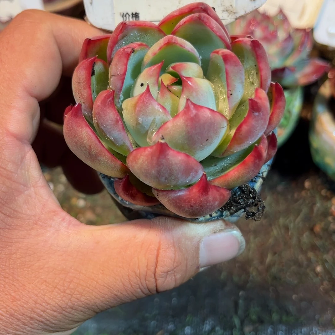 惊鸿一瞥708号多肉