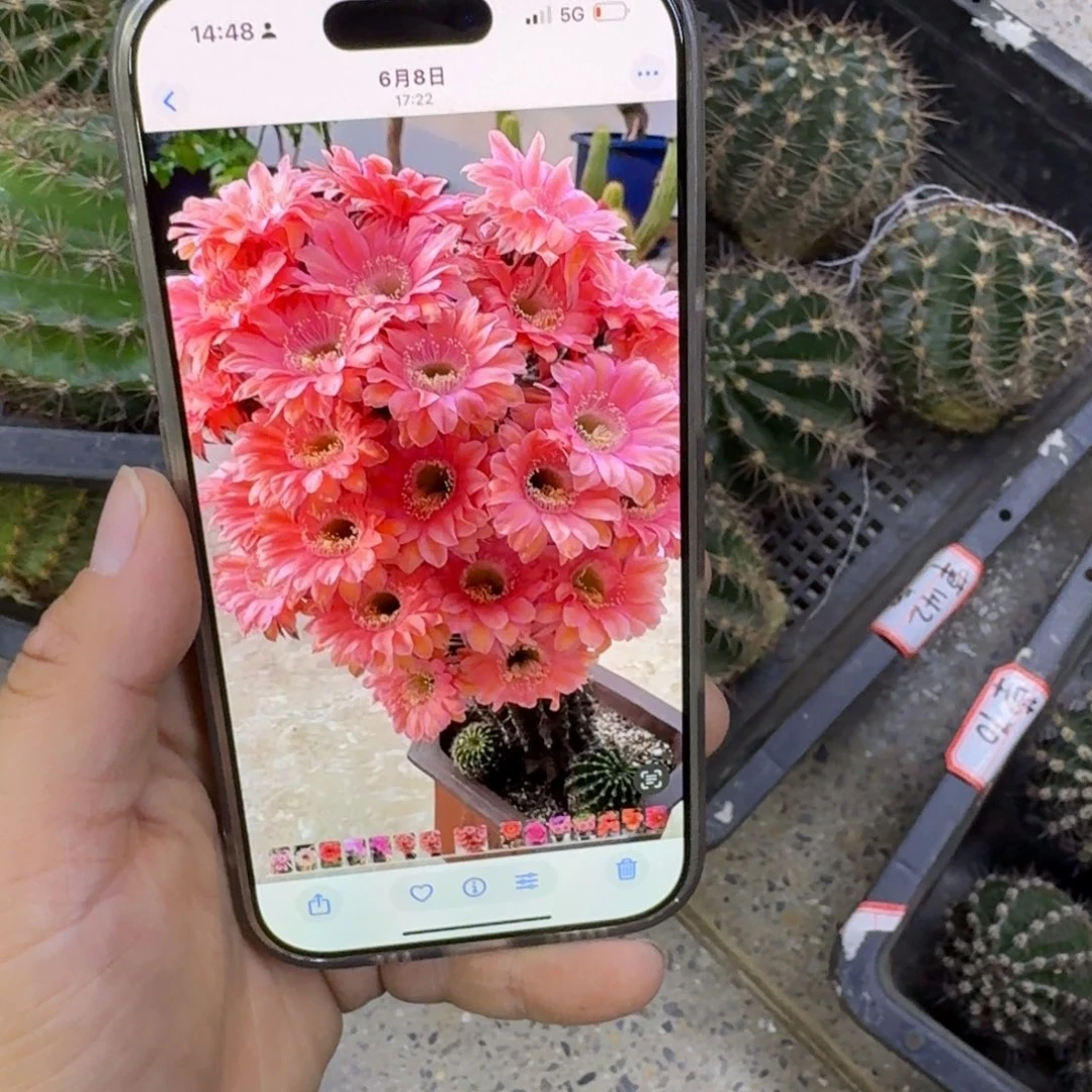 392彩草遐想歪无根侧牙4公分左右，20包邮