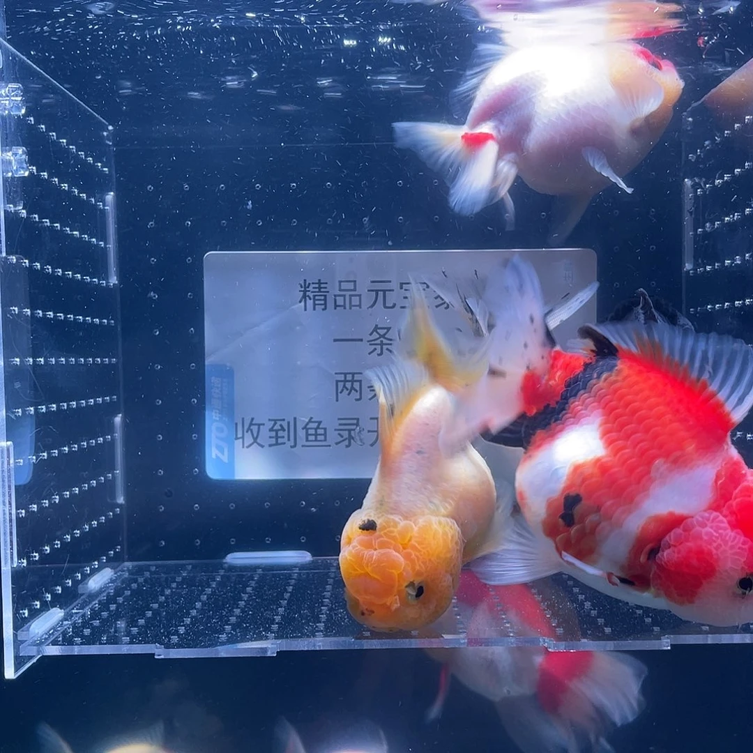 狮头鱼鱼鱼元宝狮子