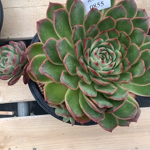 秋***歌0855一颗88888888888