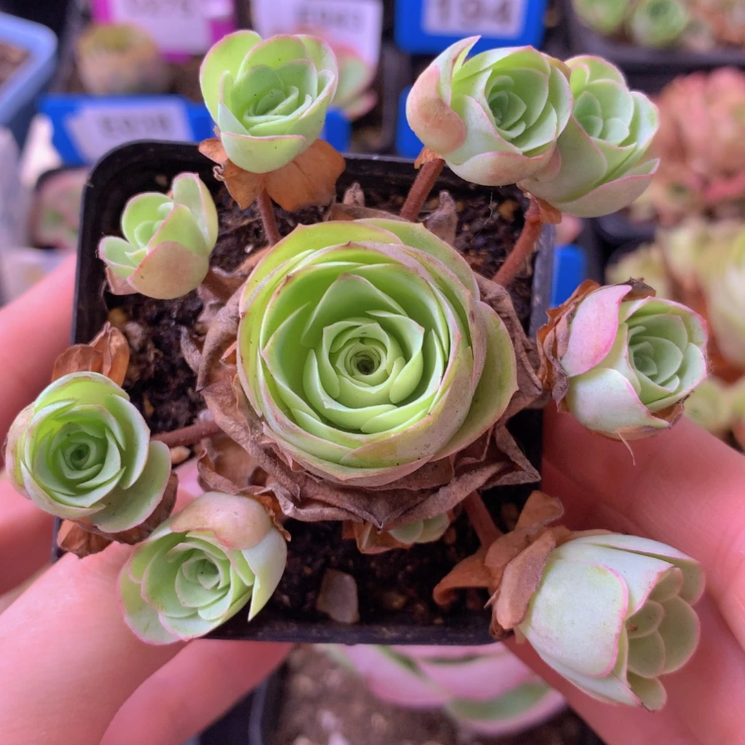 一物一拍星辰福利003