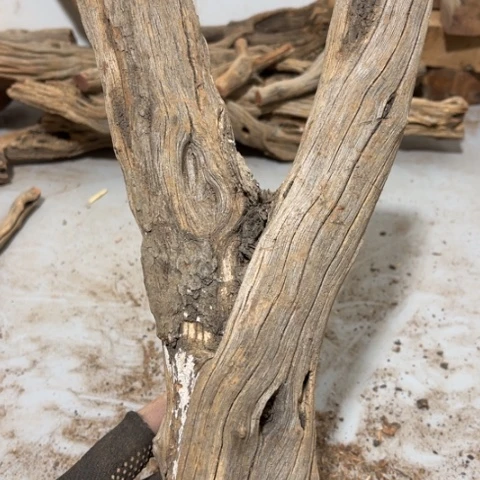 大果紫檀（缅甸花梨）@**胖