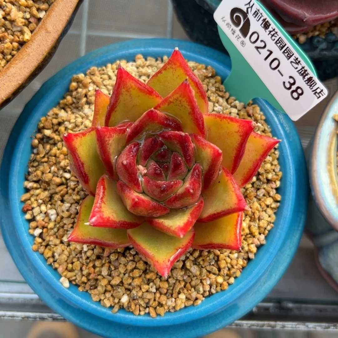 多肉一物一拍0210-38