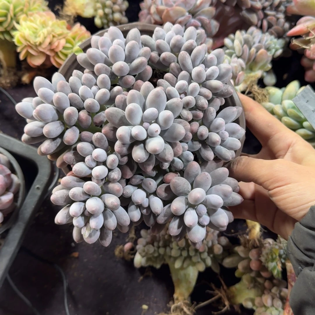 汤圆群一物一拍多肉