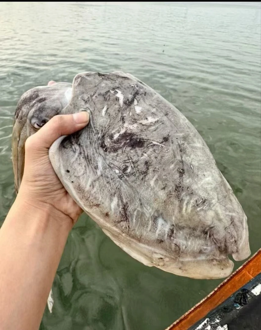 汕尾本港新鲜海捕墨鱼乌贼