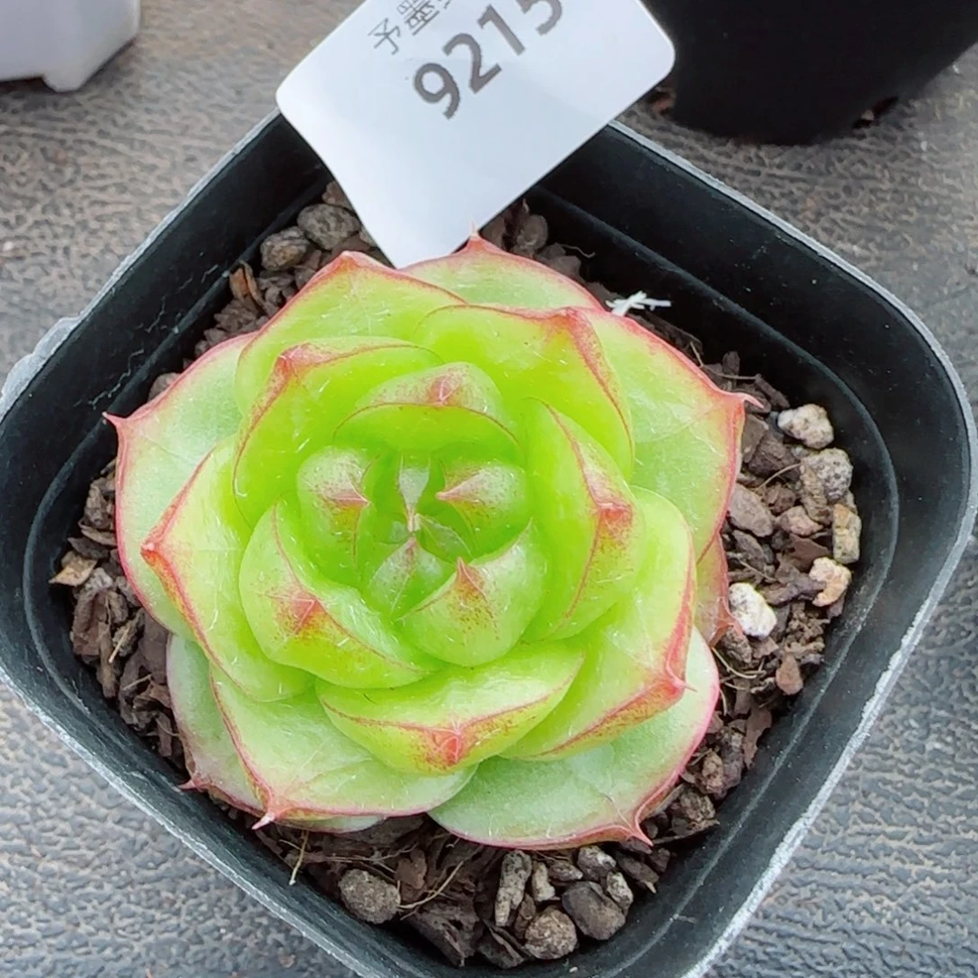 灵宝珍妮，9215多肉植物