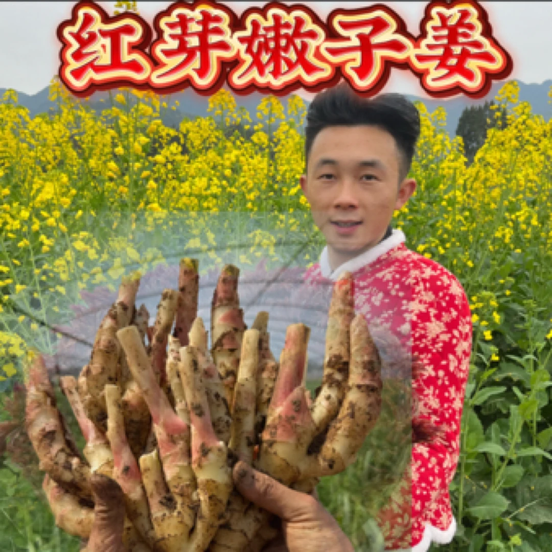 （生鲜冷链）四川嫩姜新鲜生姜大仔姜子姜芽现挖红芽小黄姜做泡糖醋