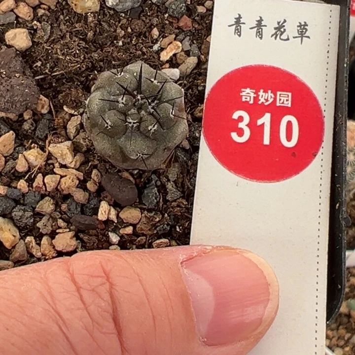 实生优选黑王丸1.7cm