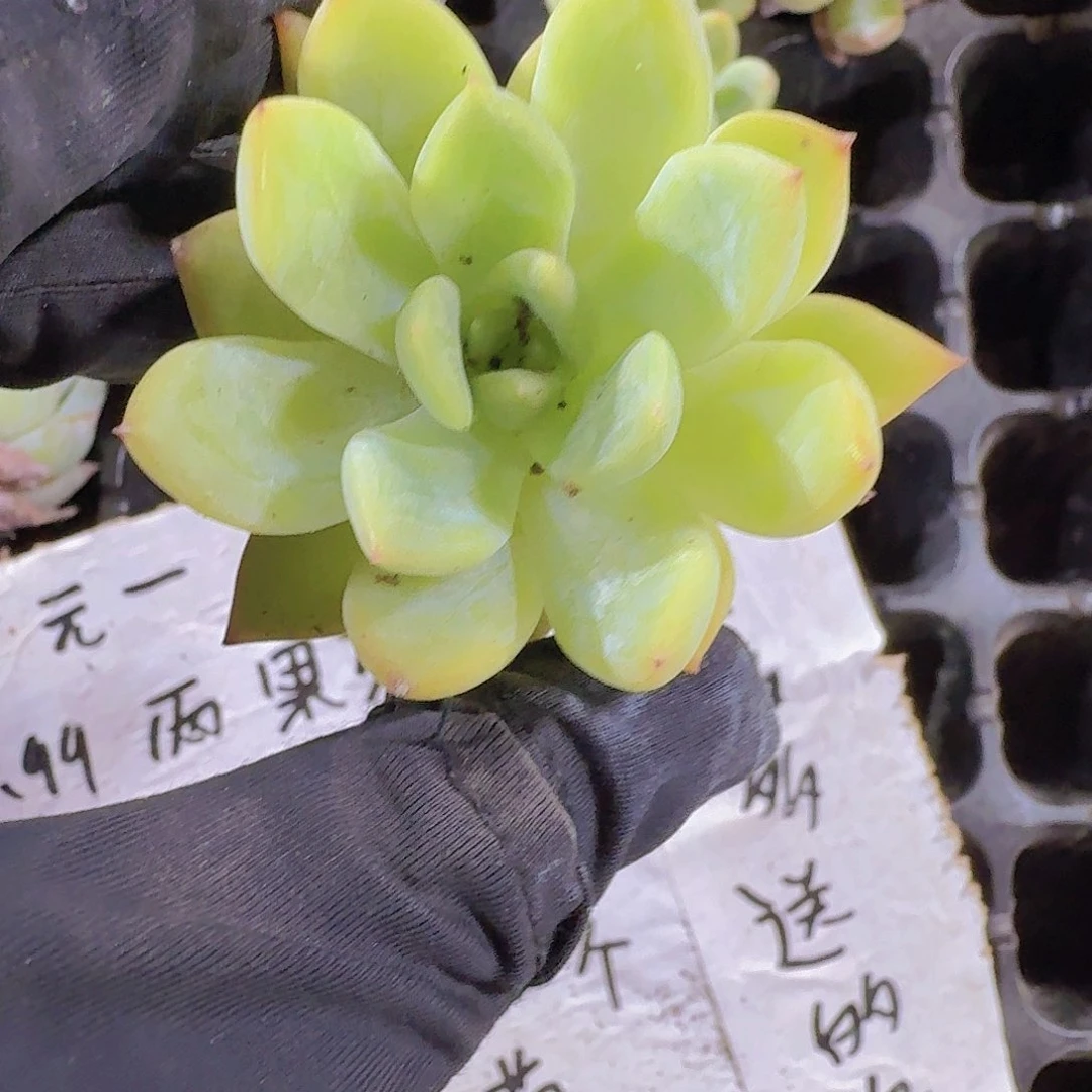 精品红东云两颗一组