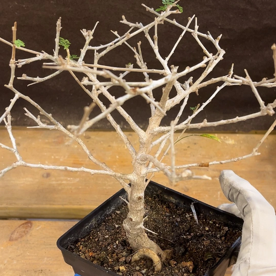 潮流植物 黎乳香 实生