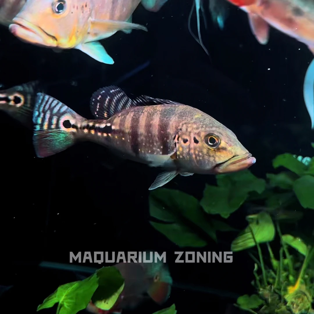 巴拉纳流域蓝帆五间，五道纹理清晰对称，发色嘎嘎蓝