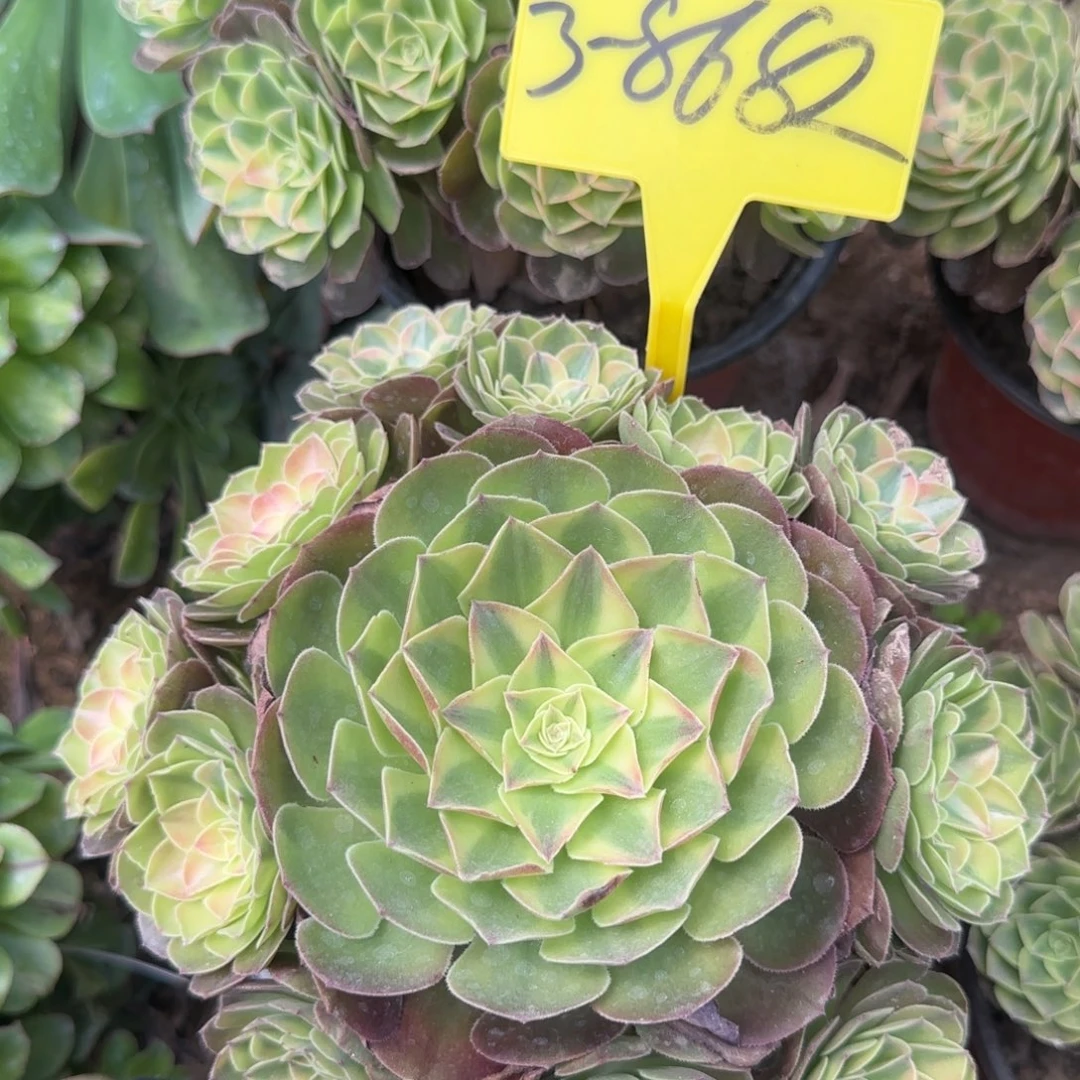 3-8682--+雨荷多头多肉