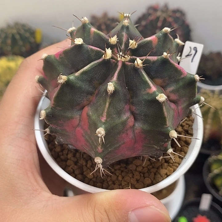 泰系全品米哈—带盆土发货37