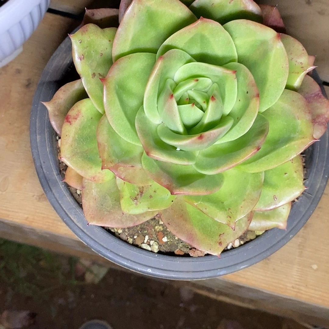 多肉植物狮子王的
