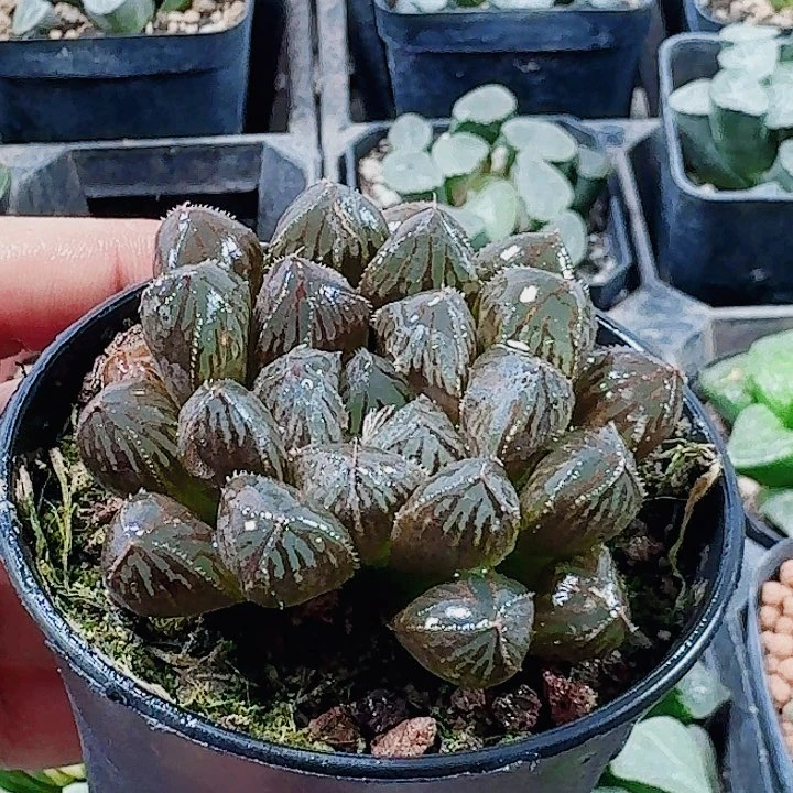 无花朵十二卷 实生特选福利