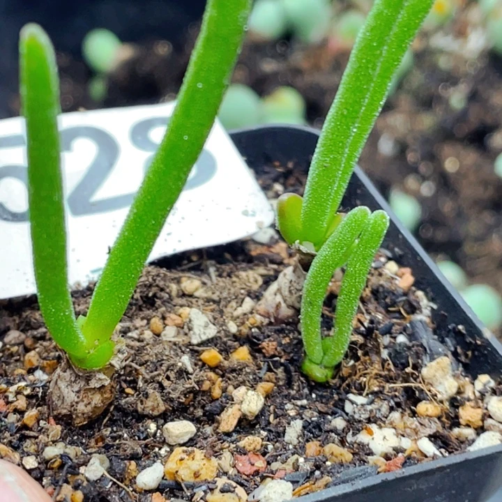 528小兔子碧光环脱土