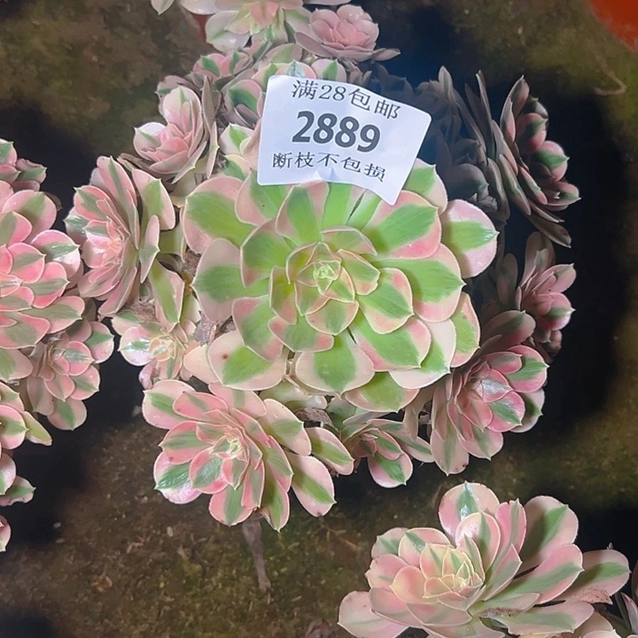 2889粉女巫多肉植物