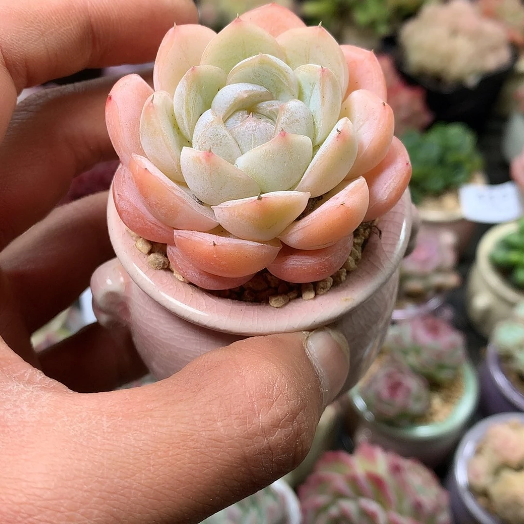 精控拇指盆11.30837